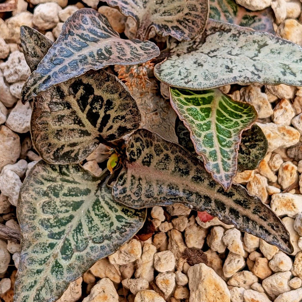 Euphorbia francoisii #18