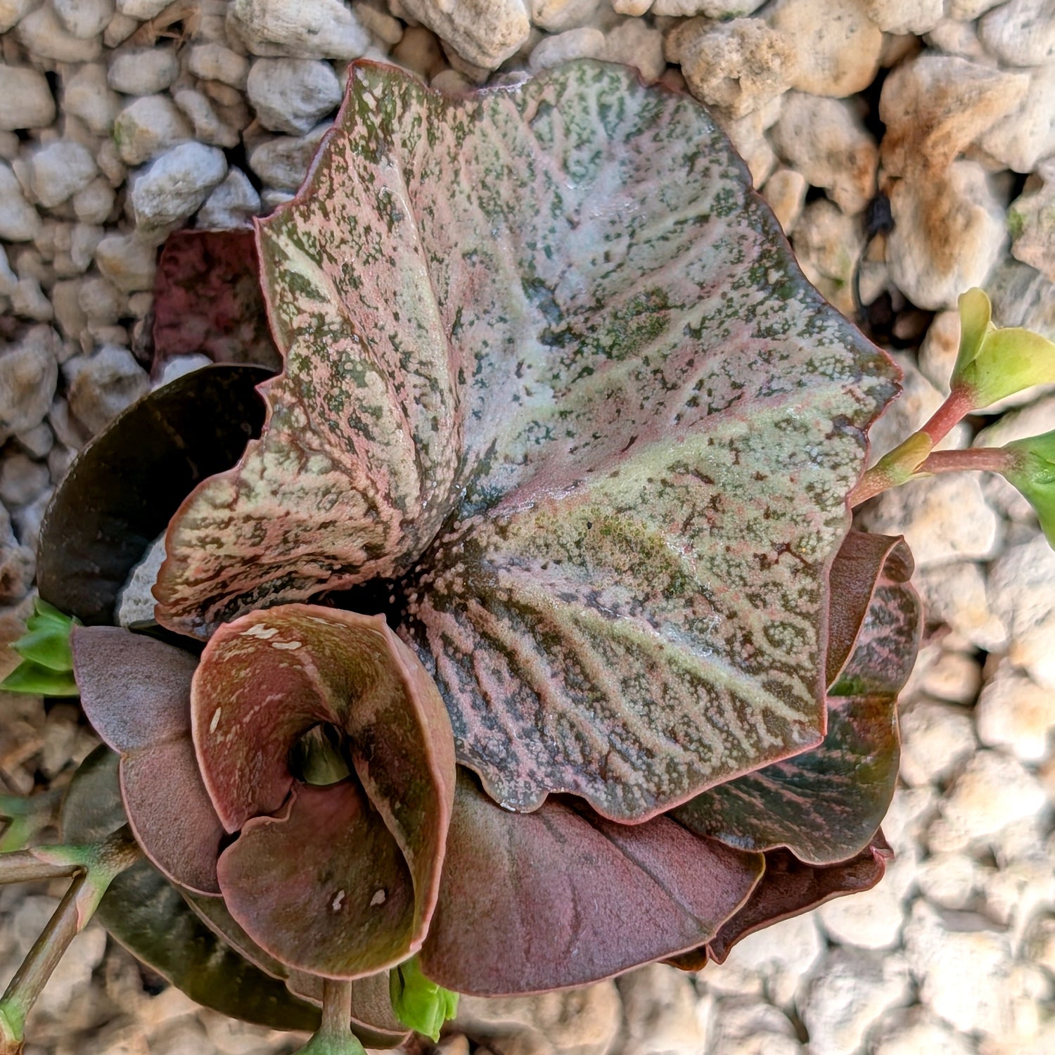 Euphorbia francoisii #18