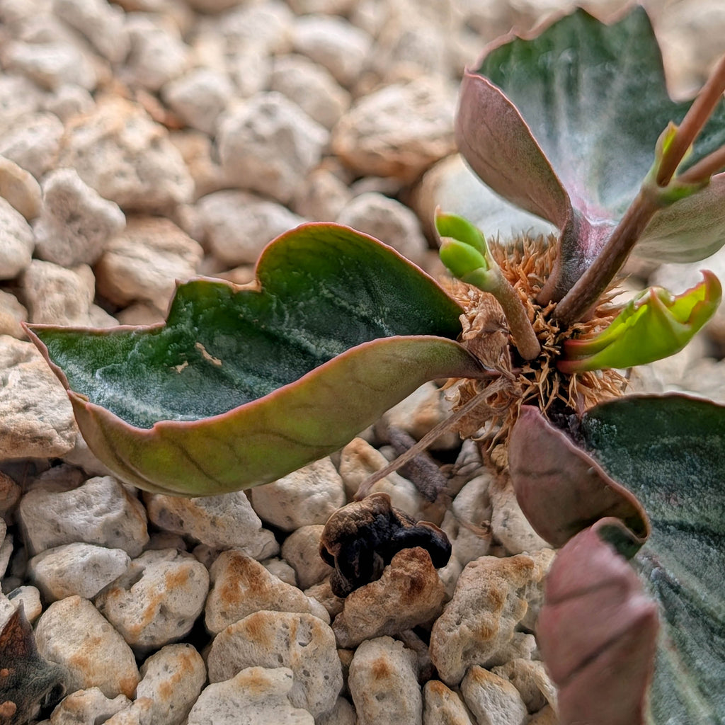 Euphorbia francoisii #18