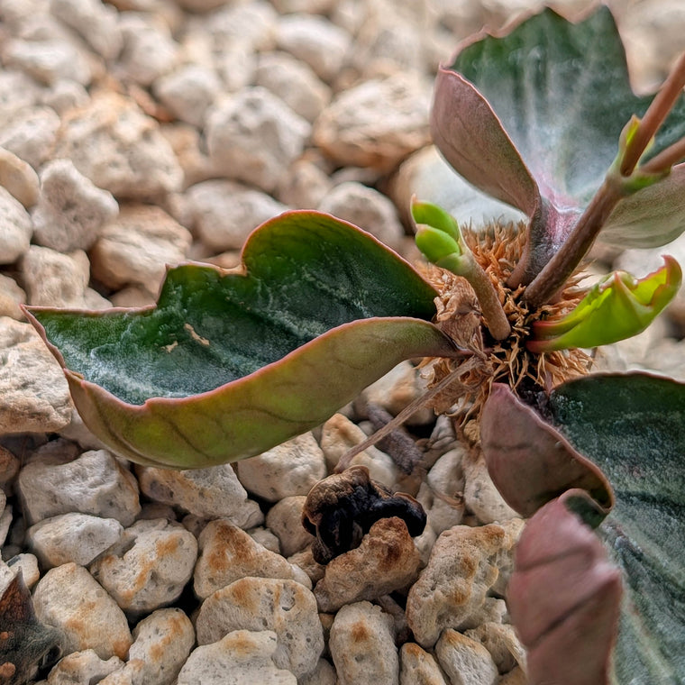 Euphorbia francoisii #18