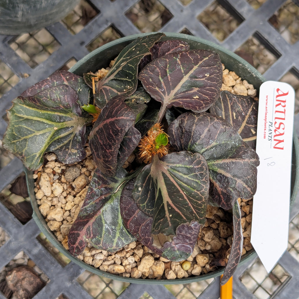 Euphorbia francoisii #18