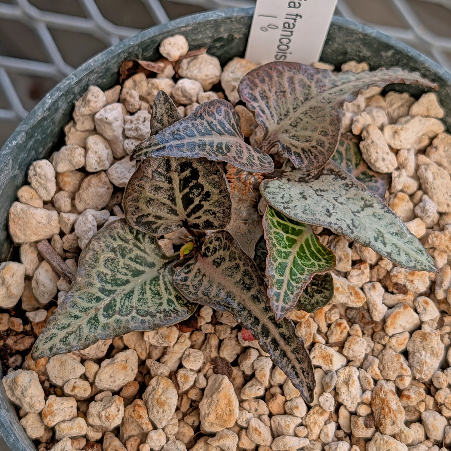 Euphorbia francoisii #18