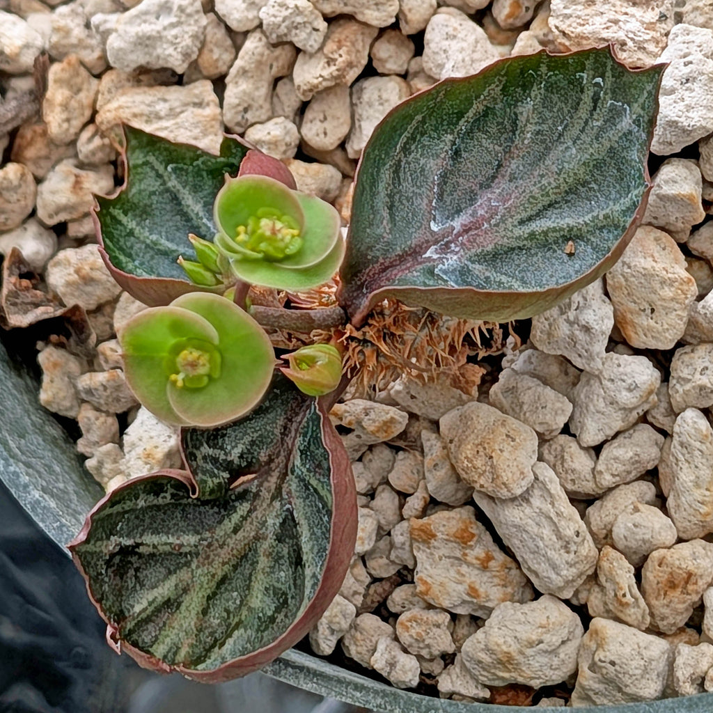 Euphorbia francoisii #18