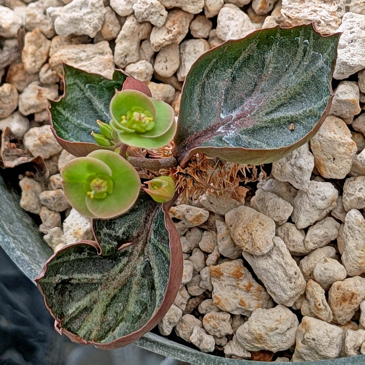 Euphorbia francoisii #18