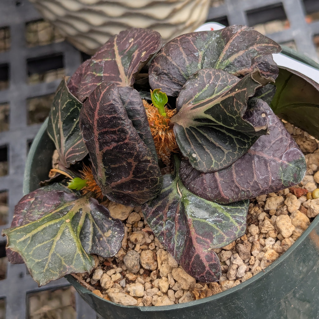Euphorbia francoisii #18