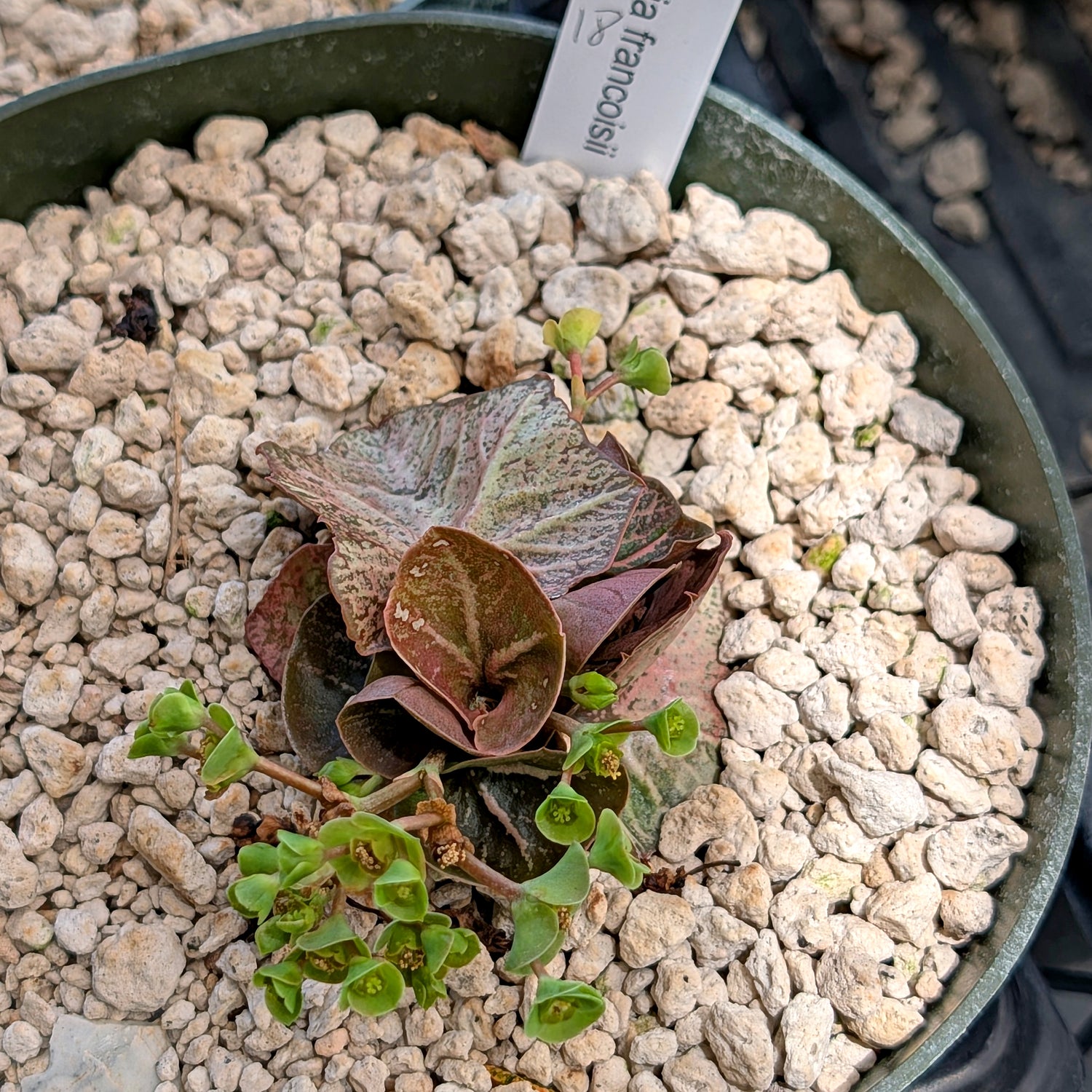 Euphorbia francoisii #18
