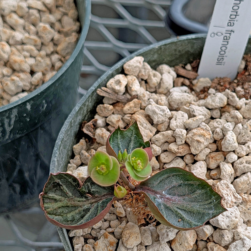 Euphorbia francoisii #18