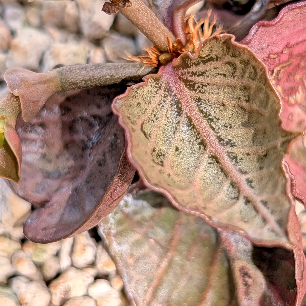 Euphorbia francoisii #19