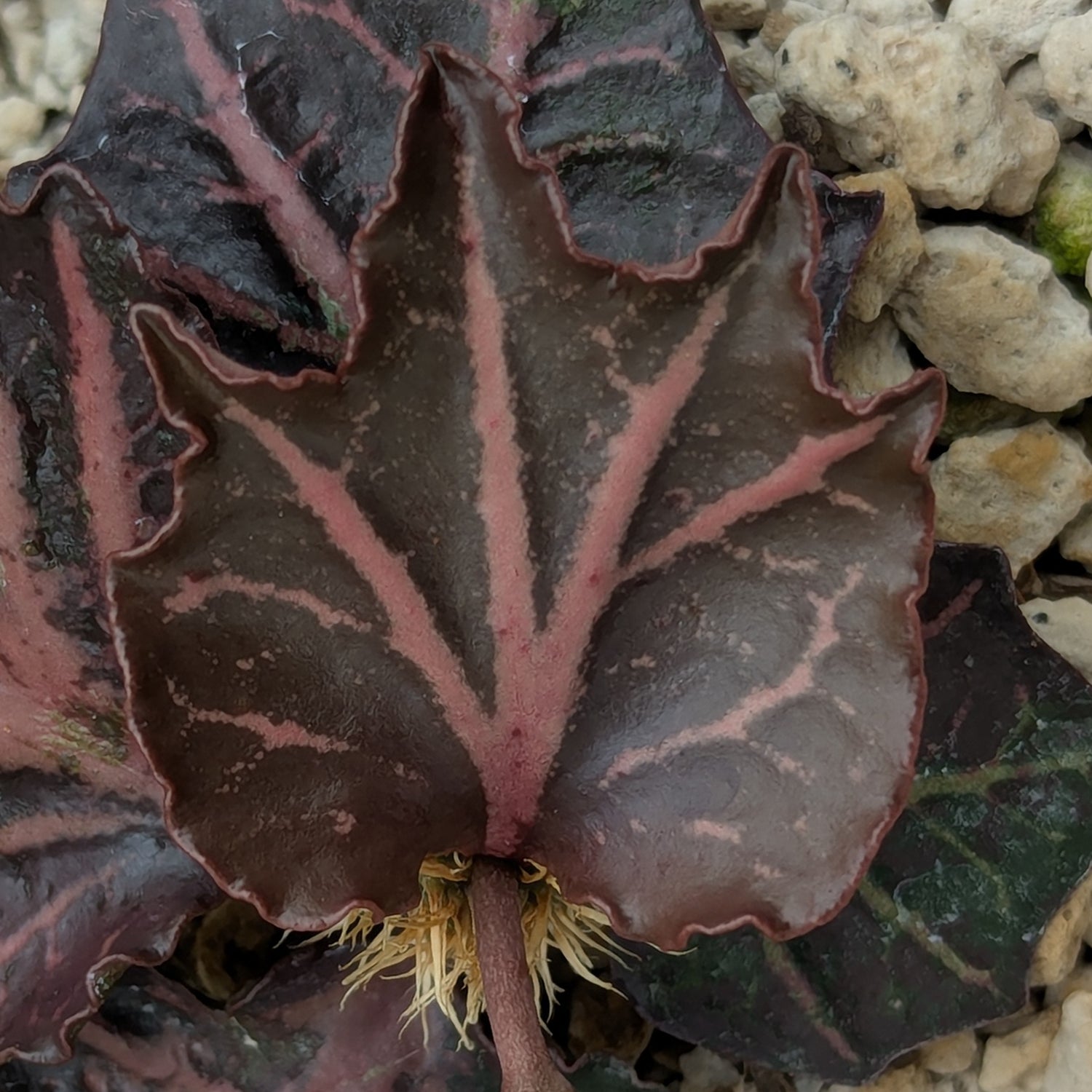 Euphorbia francoisii #19