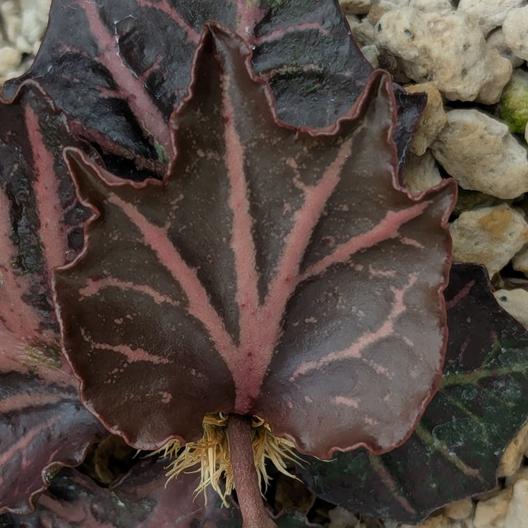Euphorbia francoisii #19