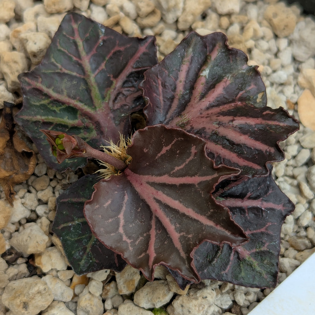 Euphorbia francoisii #19