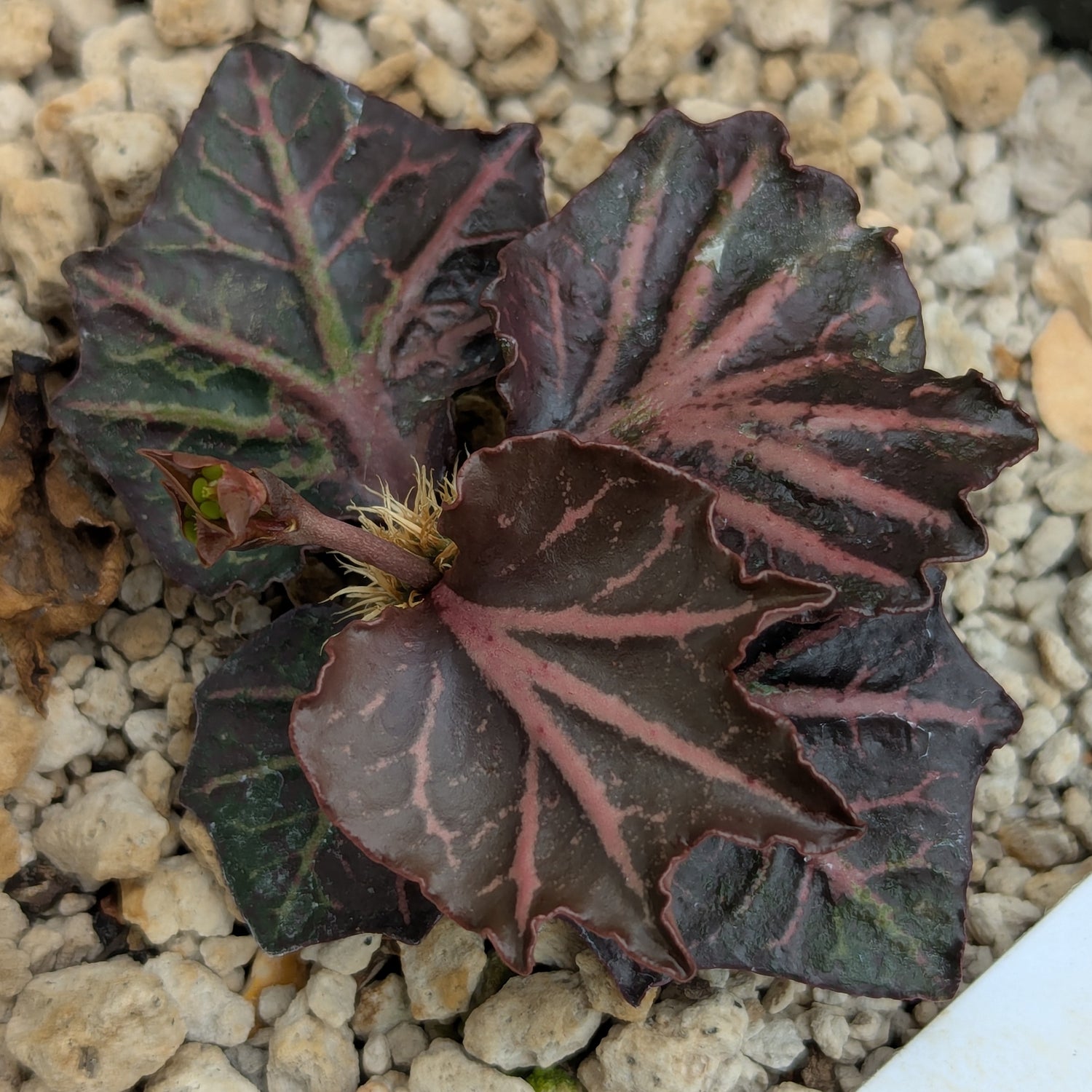 Euphorbia francoisii #19