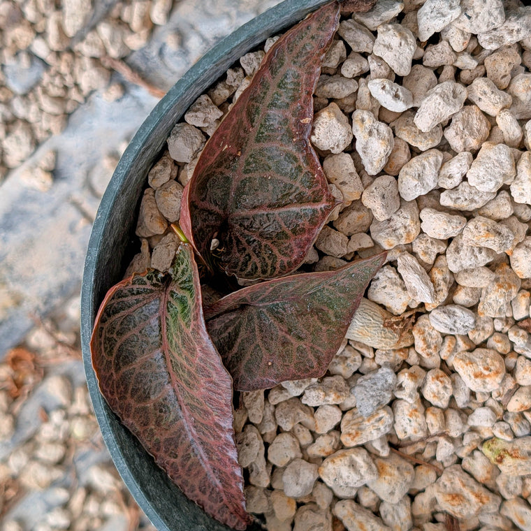 Euphorbia francoisii #19