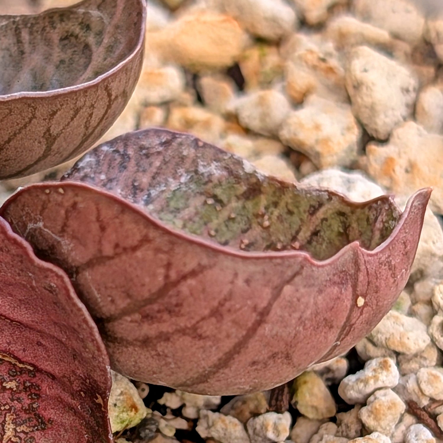 Euphorbia francoisii #19