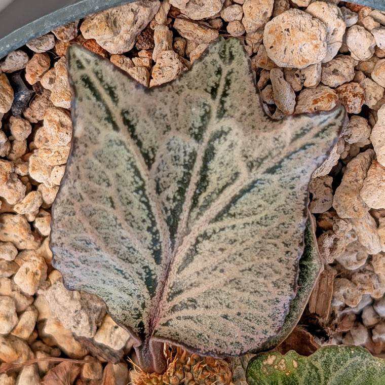 Euphorbia francoisii #19