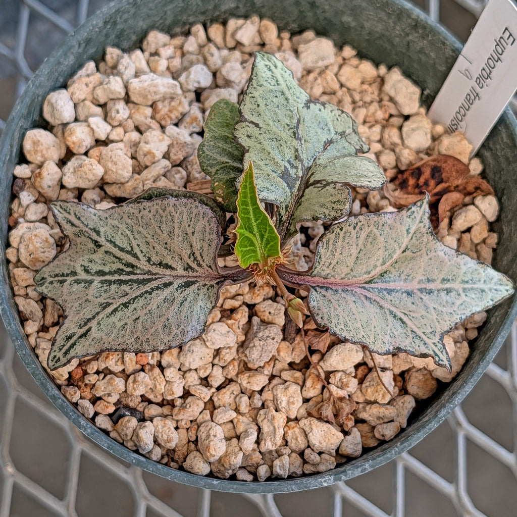 Euphorbia francoisii #19