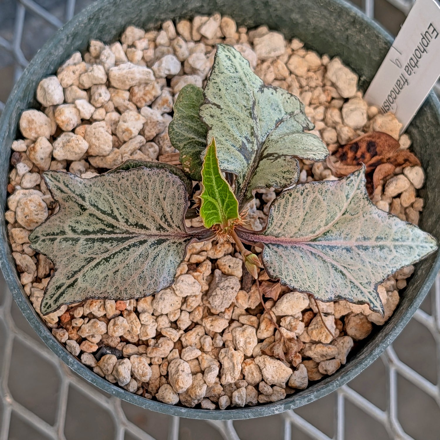 Euphorbia francoisii #19