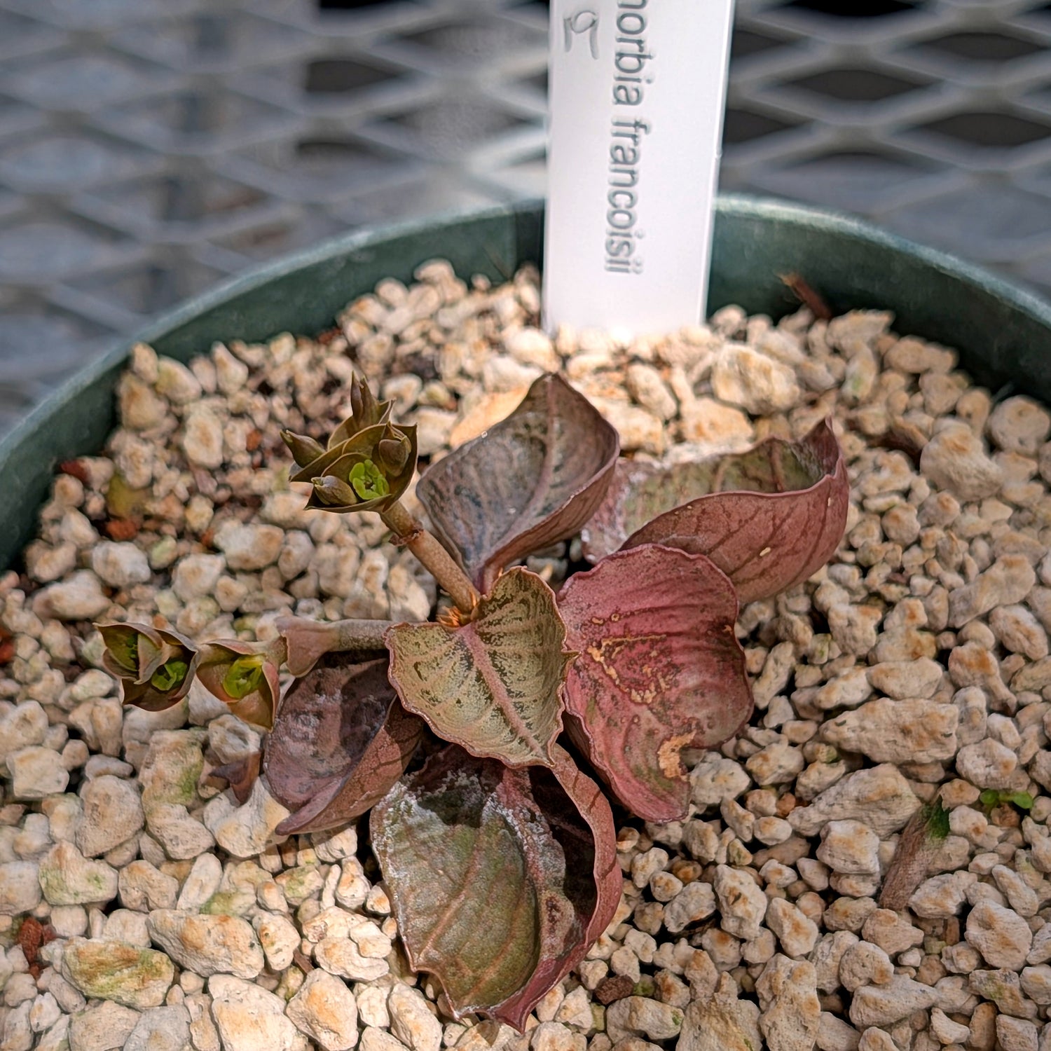 Euphorbia francoisii #19