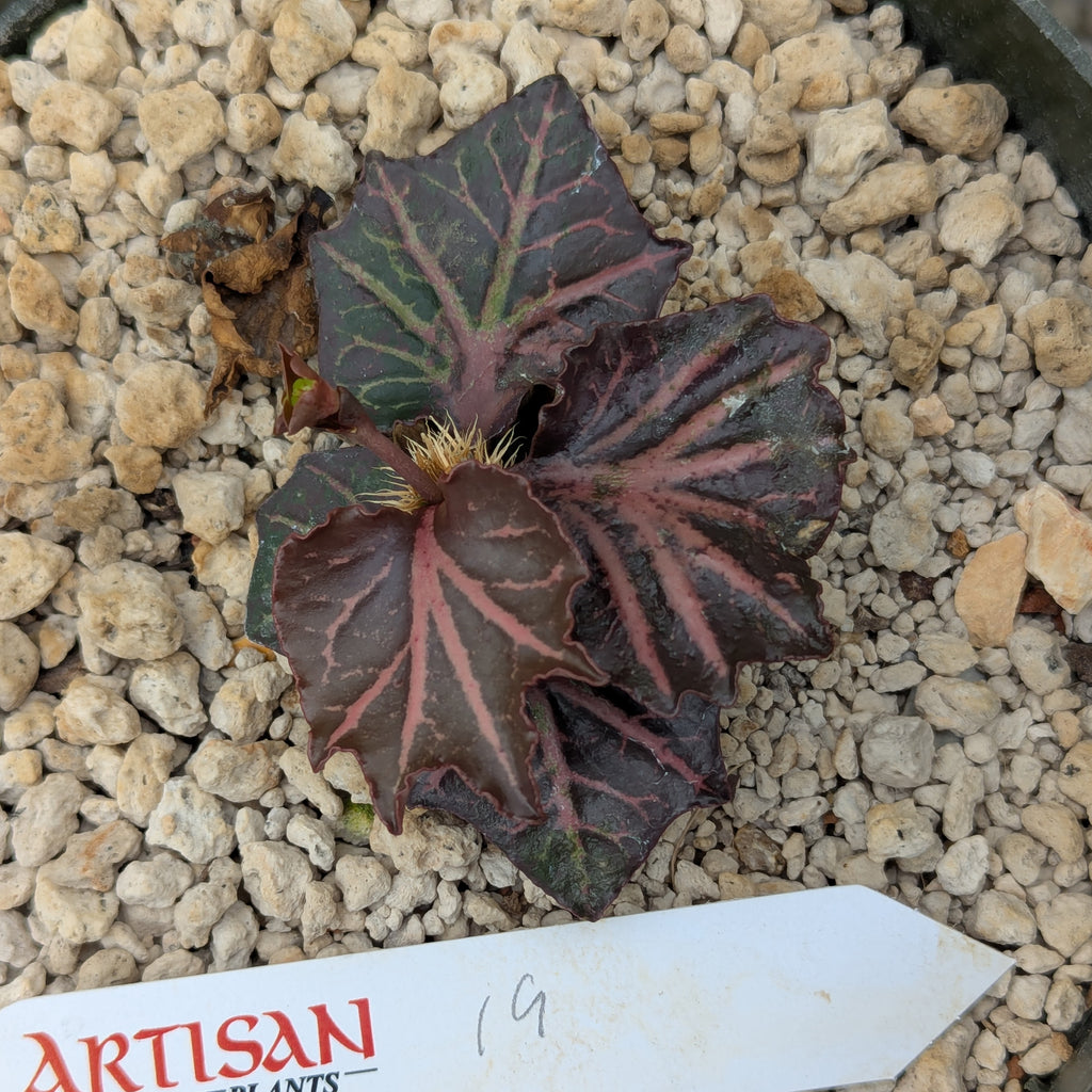 Euphorbia francoisii #19