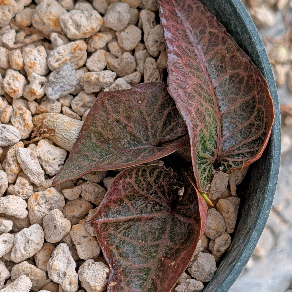 Euphorbia francoisii #19