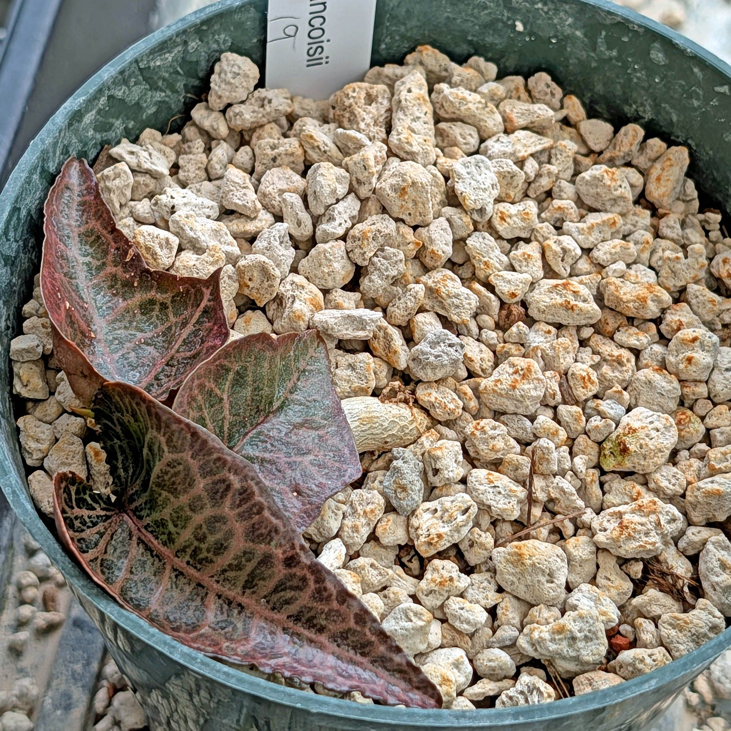 Euphorbia francoisii #19