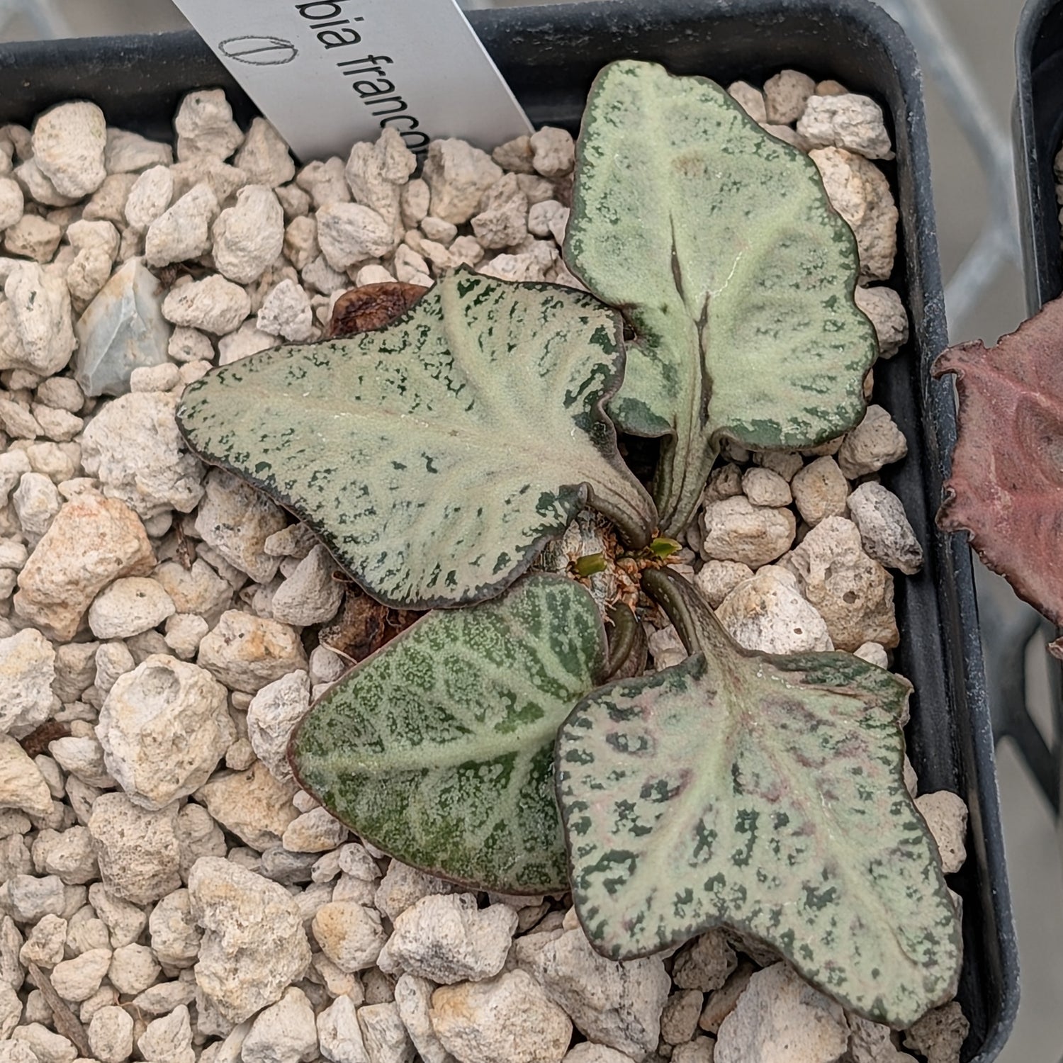 Euphorbia francoisii #1