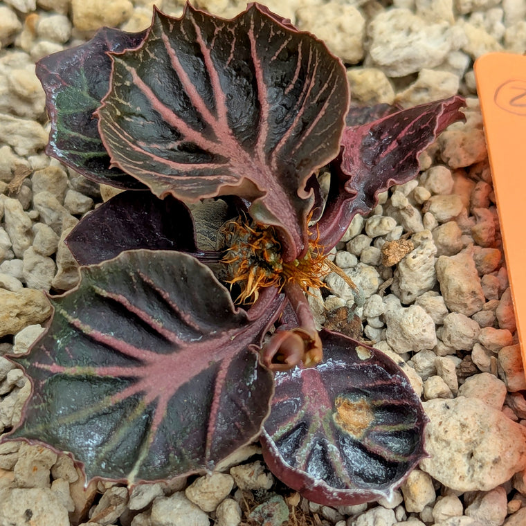 Euphorbia francoisii #2