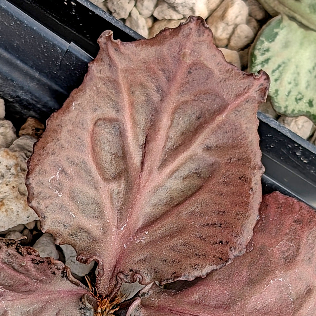 Euphorbia francoisii #2