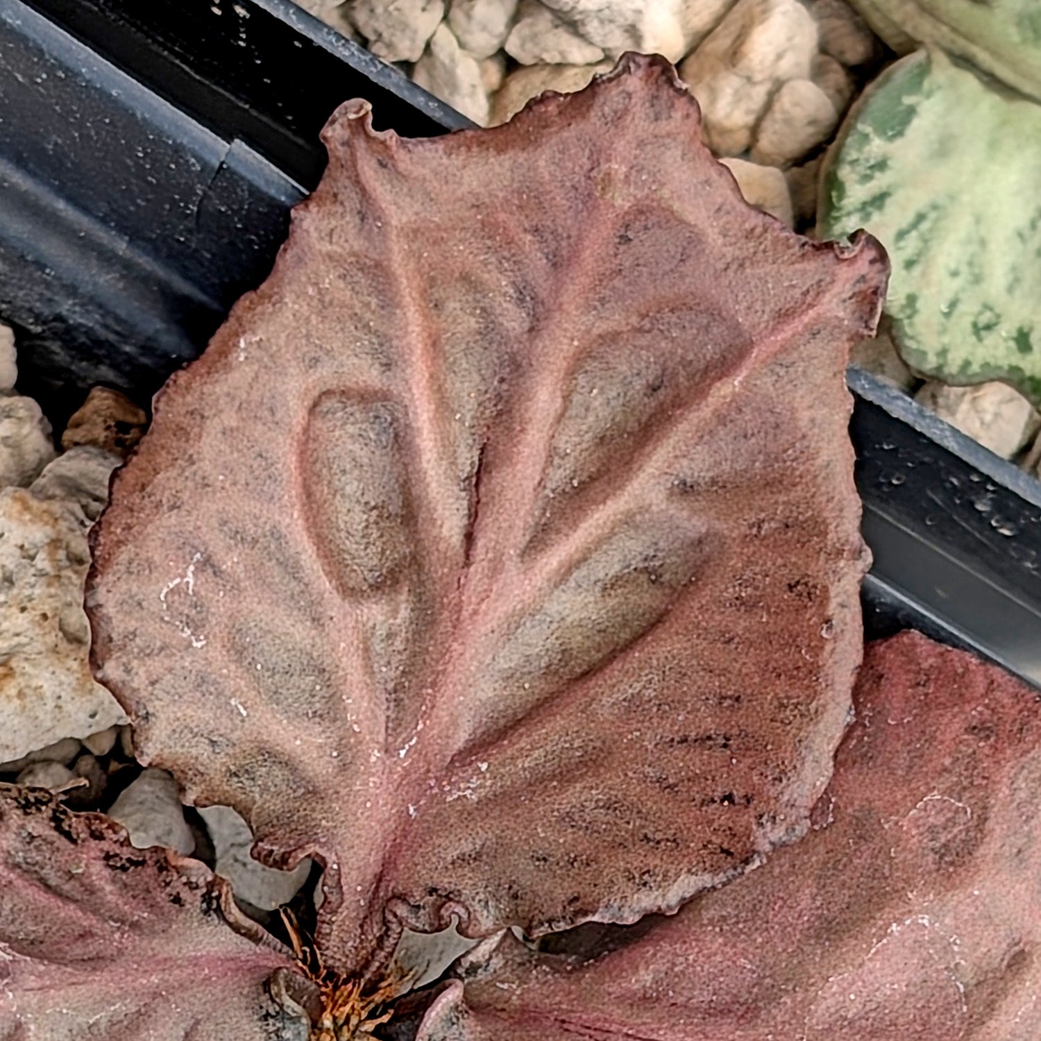 Euphorbia francoisii #2