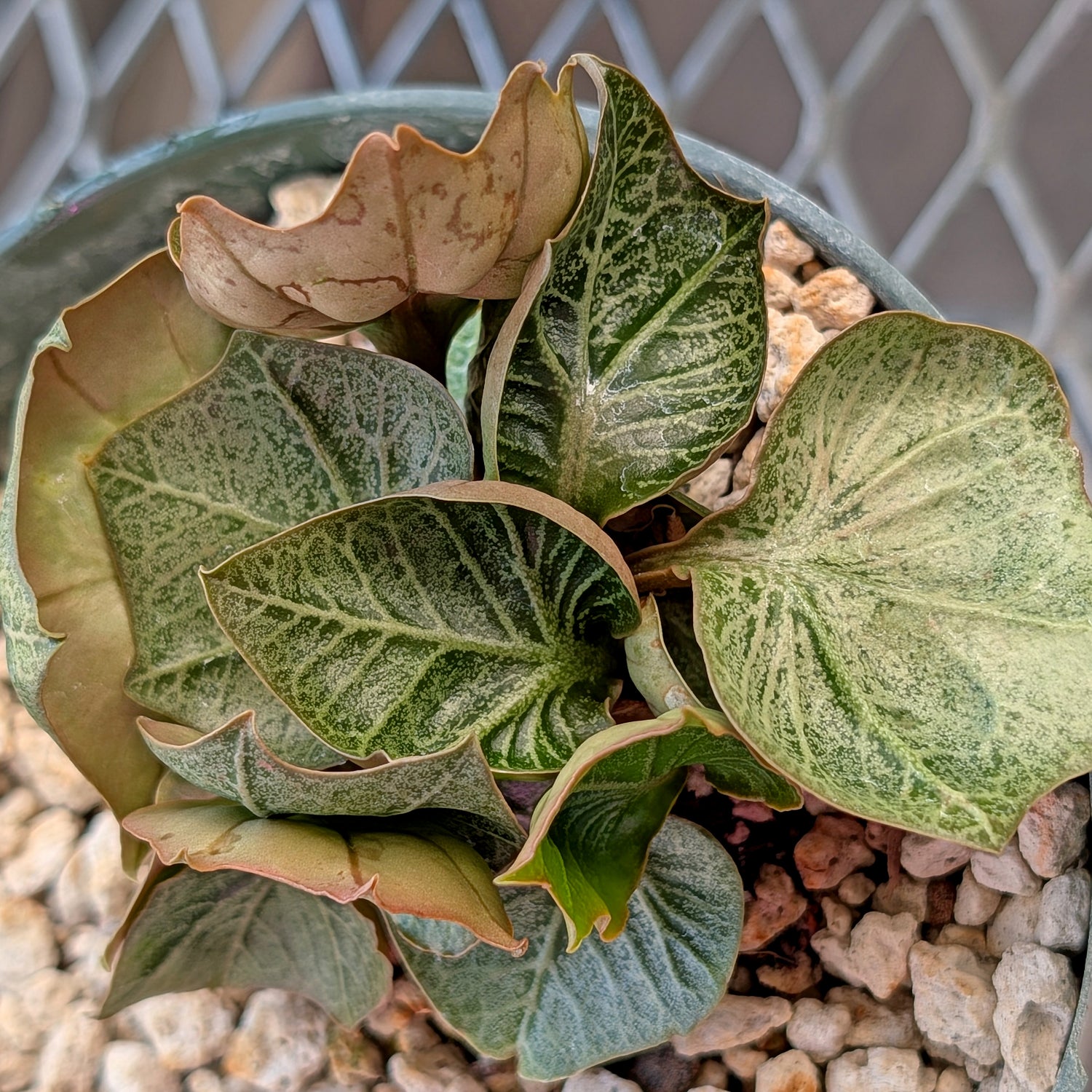 Euphorbia francoisii #2