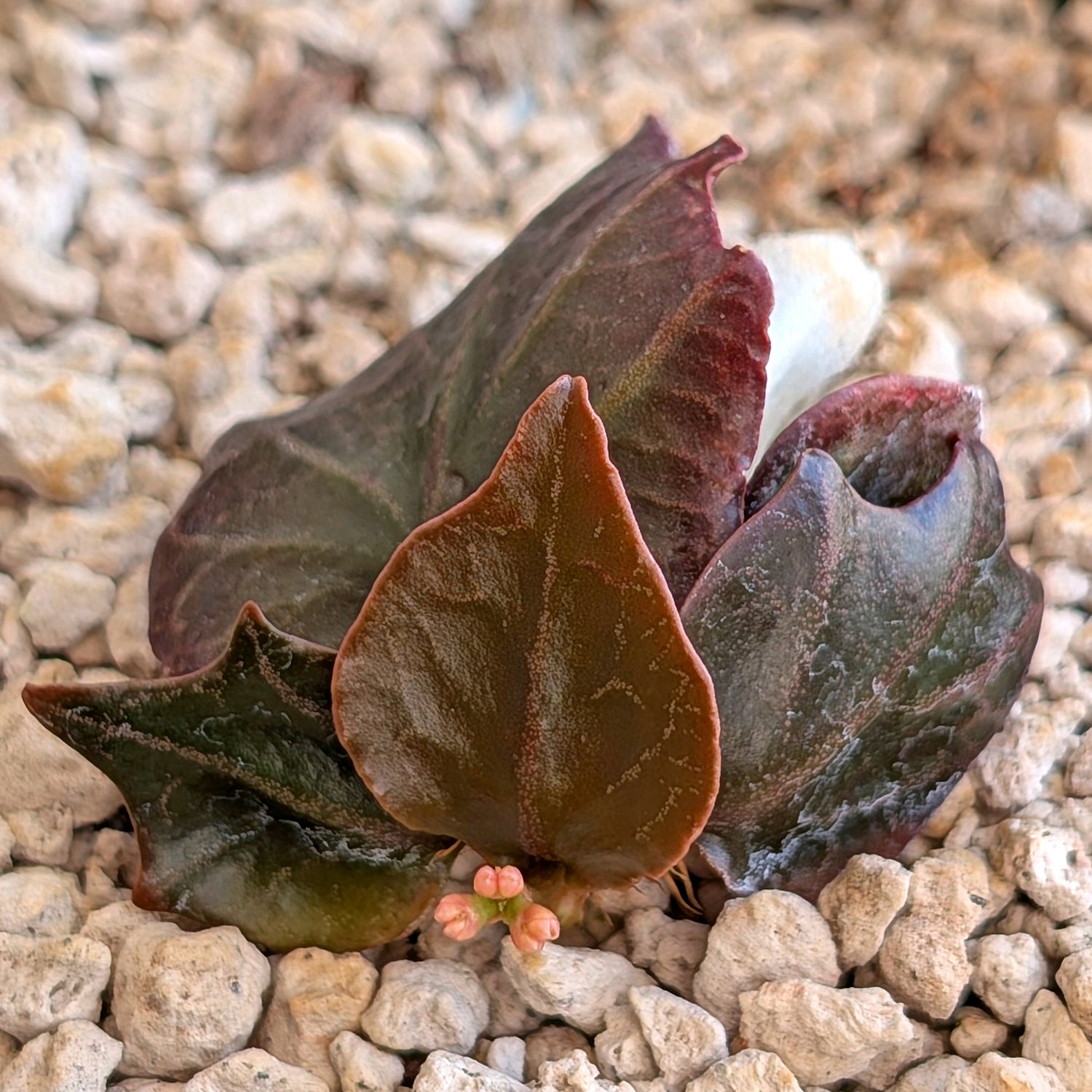 Euphorbia francoisii #2