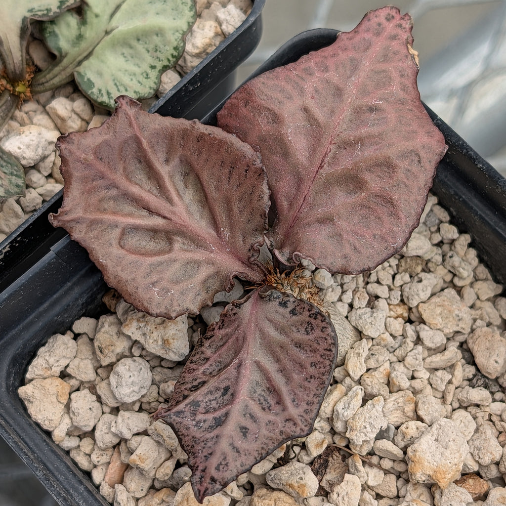 Euphorbia francoisii #2