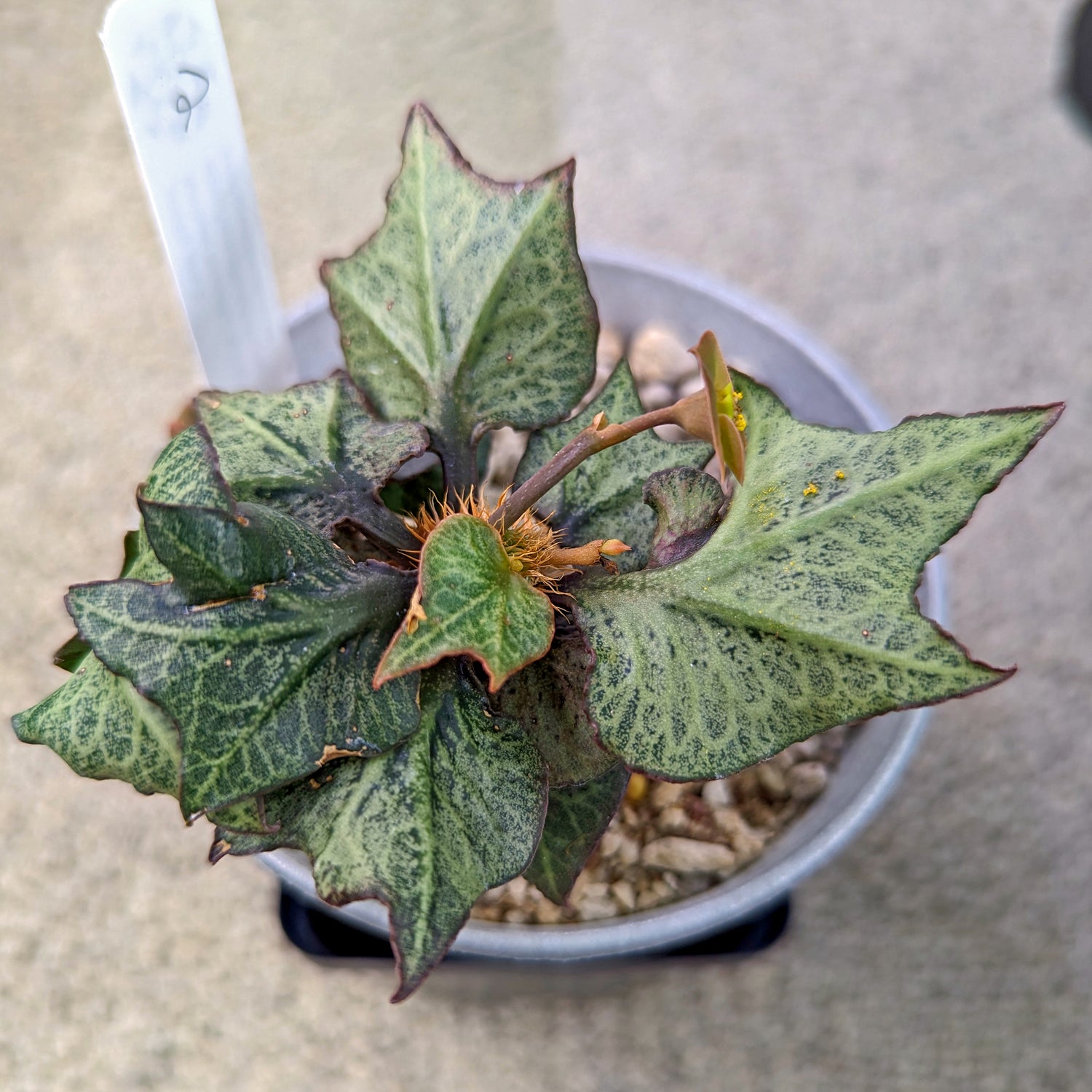 Euphorbia francoisii #2 SOLD OUT