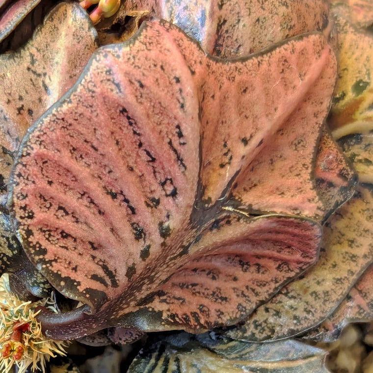 Euphorbia francoisii #2
