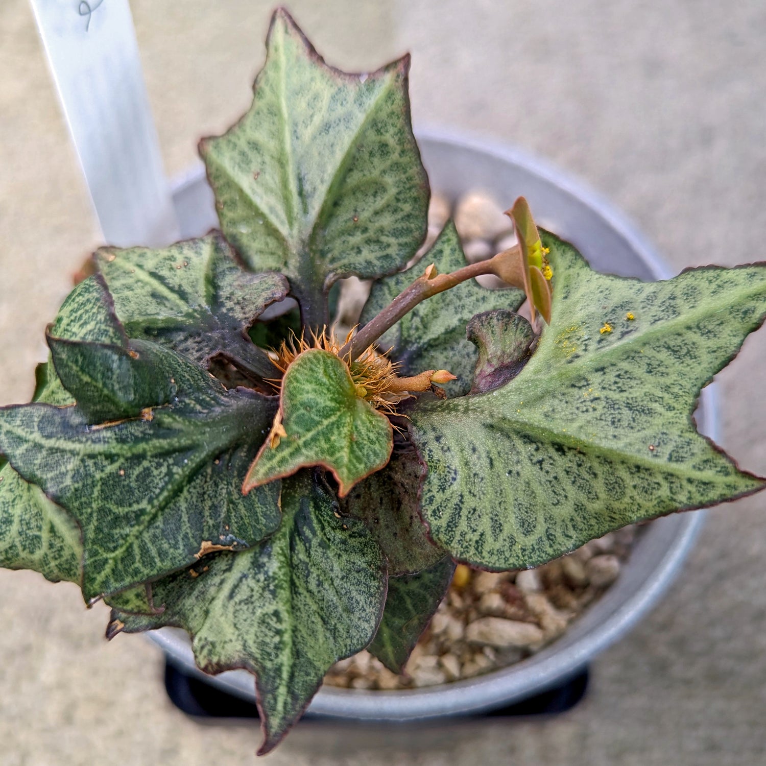 Euphorbia francoisii #2 SOLD OUT