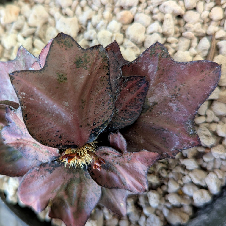 Euphorbia francoisii #2