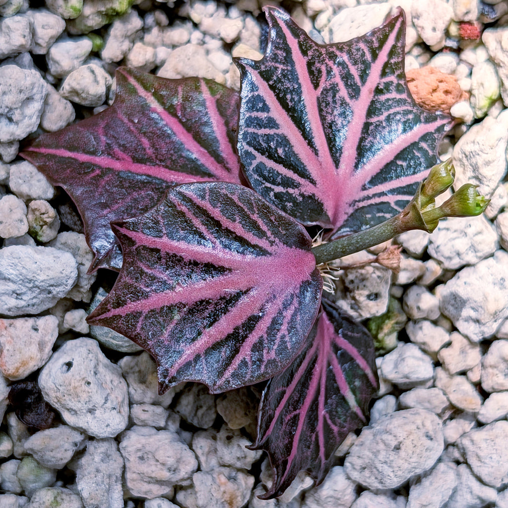 Euphorbia francoisii #2