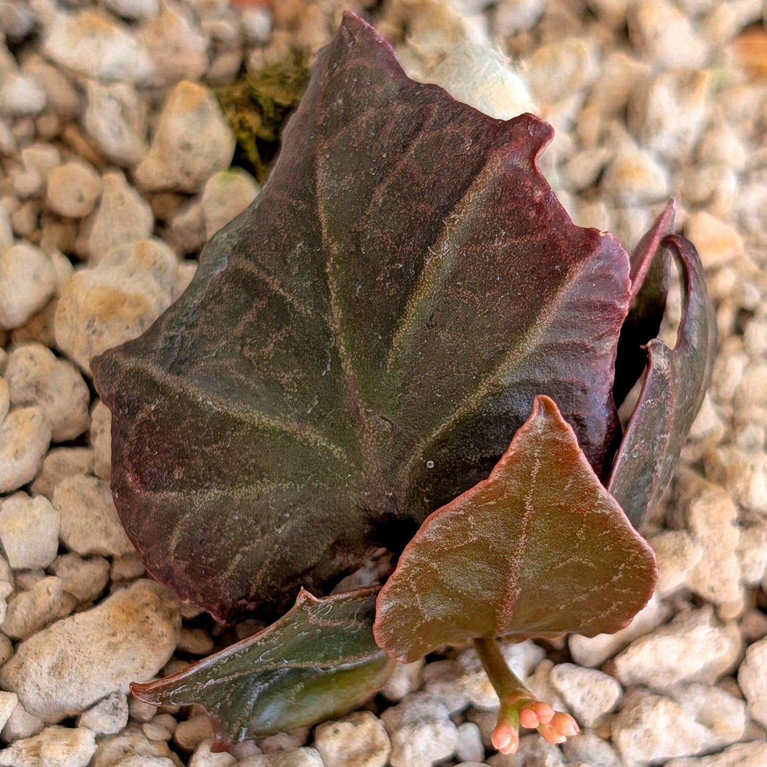 Euphorbia francoisii #2