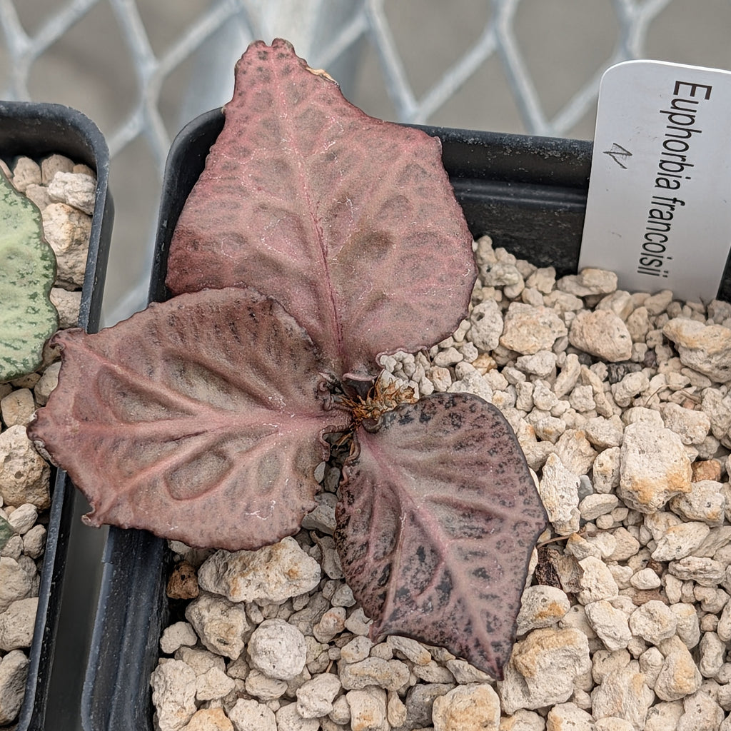 Euphorbia francoisii #2