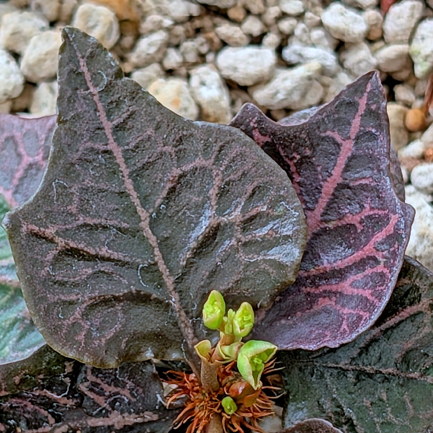 Euphorbia francoisii #2
