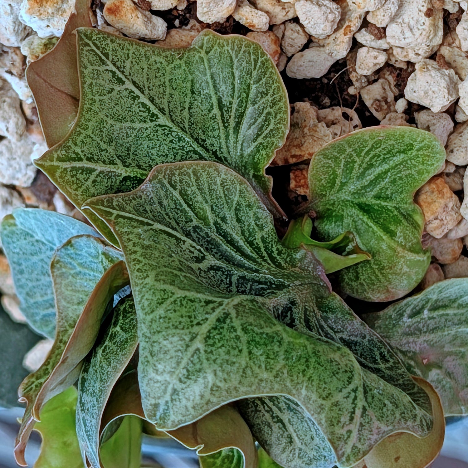 Euphorbia francoisii #2
