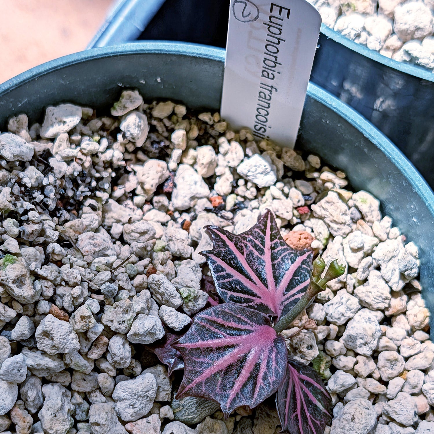 Euphorbia francoisii #2