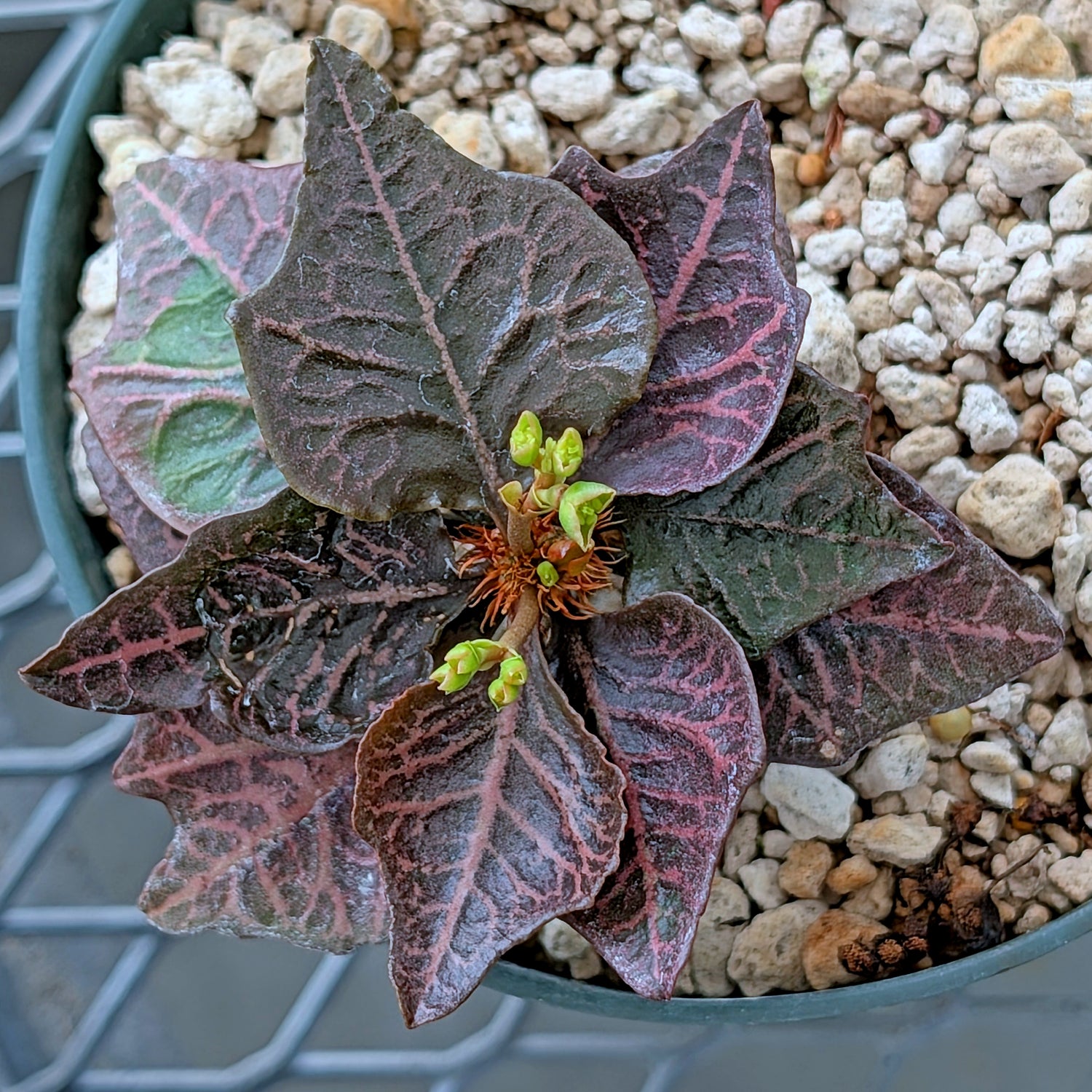 Euphorbia francoisii #2