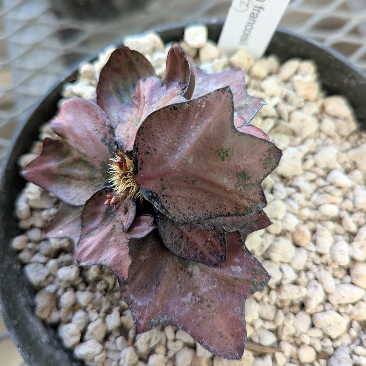 Euphorbia francoisii #2