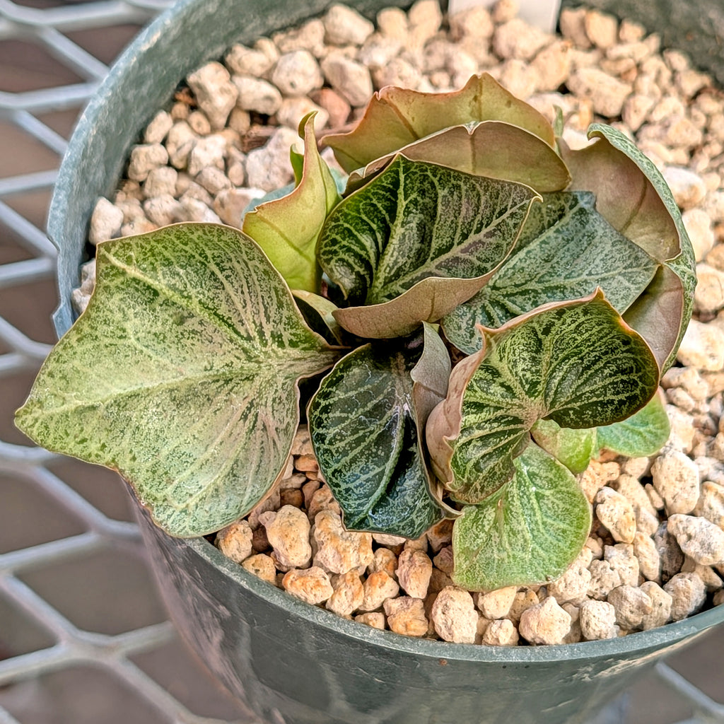 Euphorbia francoisii #2
