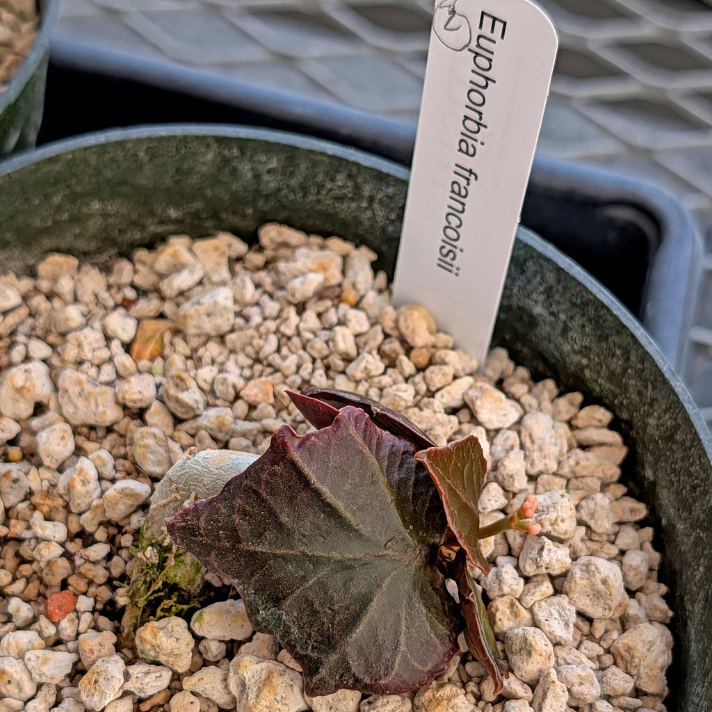 Euphorbia francoisii #2