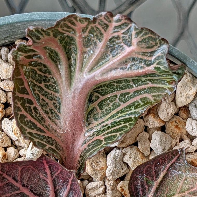 Euphorbia francoisii #20