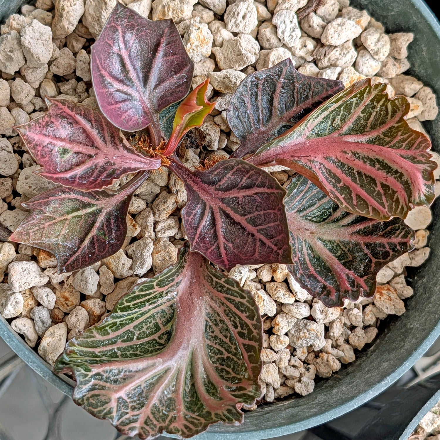Euphorbia francoisii #20