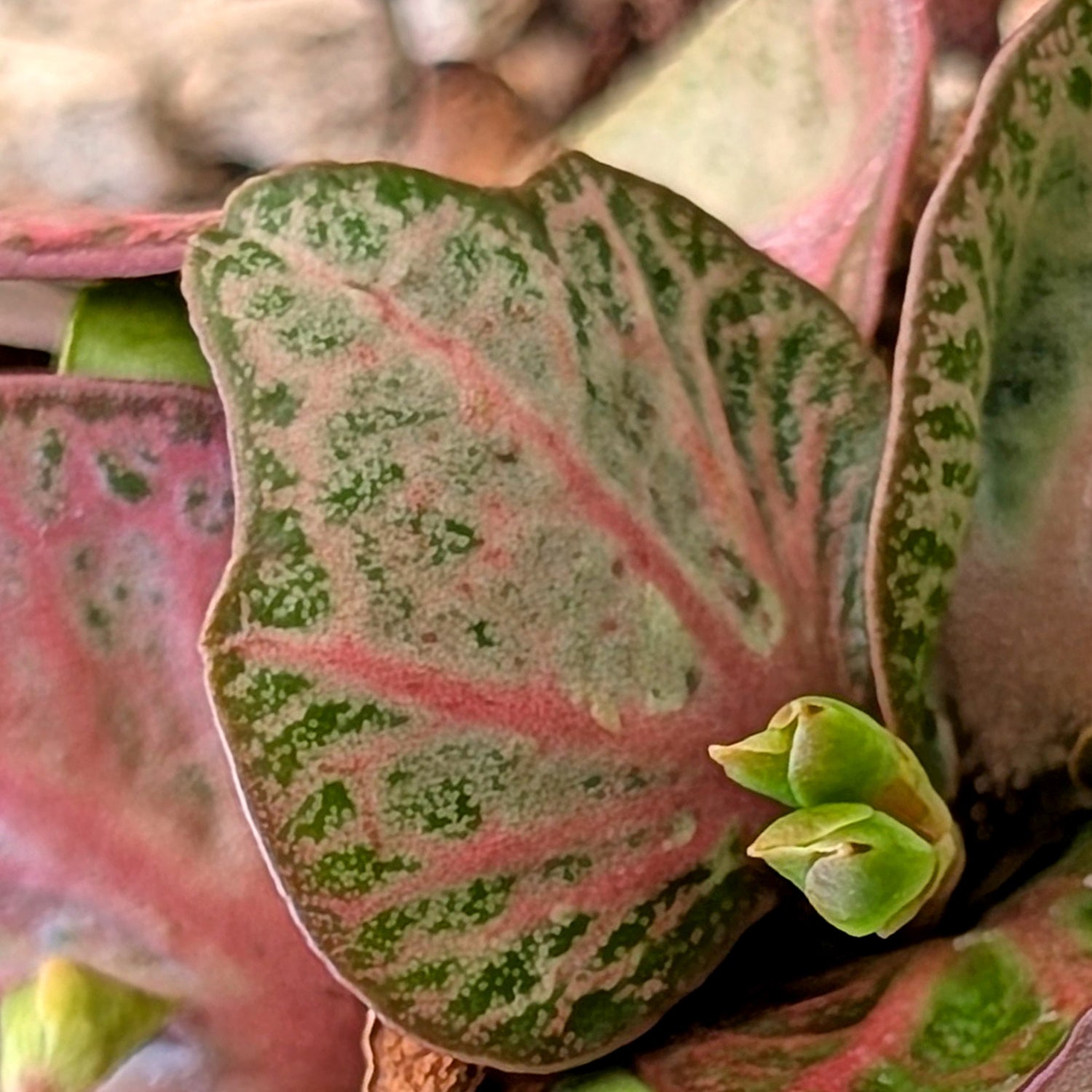 Euphorbia francoisii #20