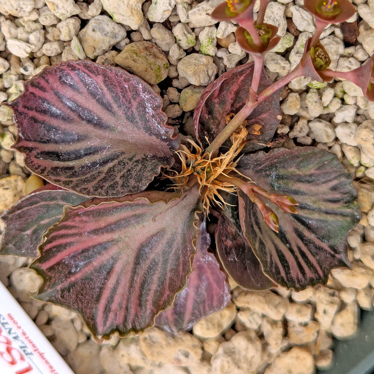 Euphorbia francoisii #20